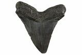Fossil Megalodon Tooth - South Carolina #331614-1